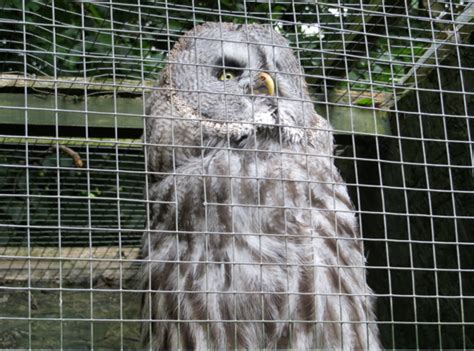 Dalhousie Castle Falconry Review