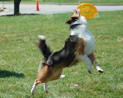 Frisbee Dog stock photo. Image of active, frisbee, hound - 1332274