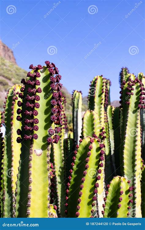Cactus: Giant Green And Wild Cacti In Groups, Succulent And Succulent Plants, Backgrounds For ...