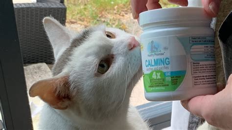 I tried some calming cat treats - find out what they did | PetsRadar