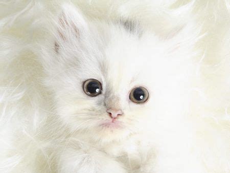 cute white cat wallpaper |Funny Animal