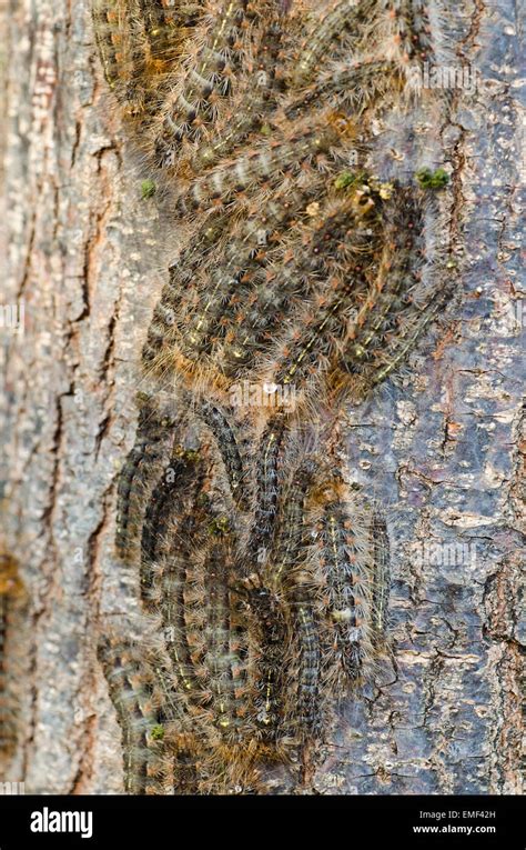 White Cedar Moth caterpillars on the bark of the White Cedar Stock Photo - Alamy