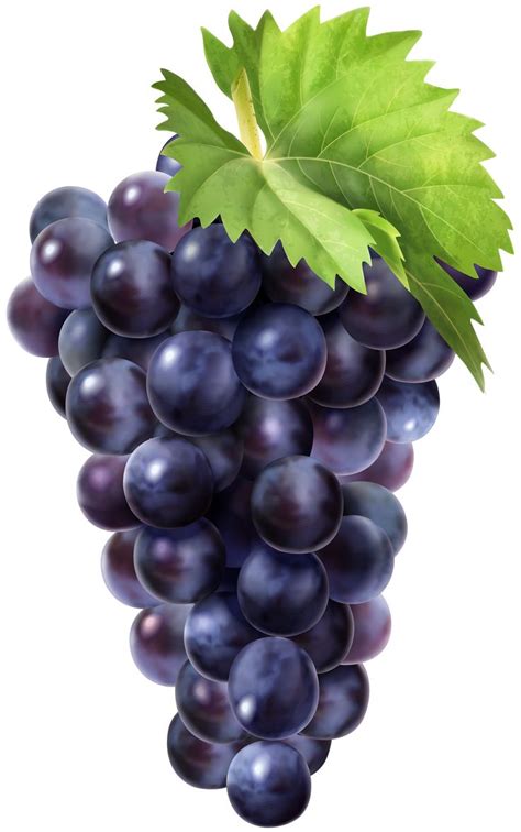 Black Grapes PNG Clip Art Image | Gallery Yopriceville - High-Quality Images and Transparent PNG ...