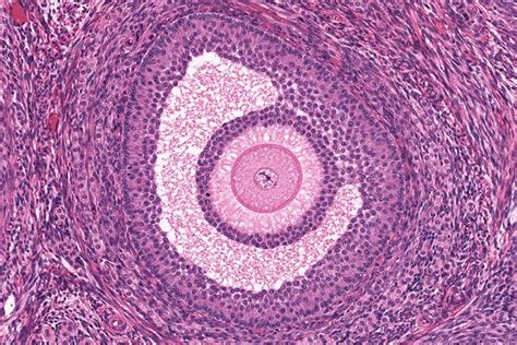 Histology Guide - virtual microscopy laboratory