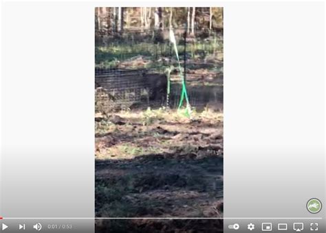 Pig Brig Trap System - Customer Video - 006 | Pig Brig Trap Systems