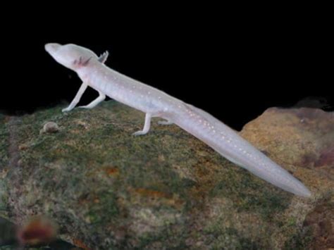 Texas Blind Salamander l Remarkable Amphibian - Our Breathing Planet