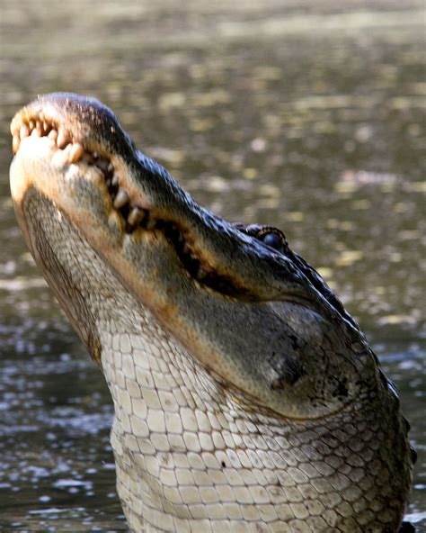 Anthony Folan Photography: Wildlife - Bayou outside of New Orleans LA, September 2011