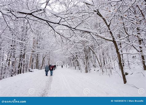 Mont-Royal Park in Montreal after Snow Storm Editorial Stock Image ...