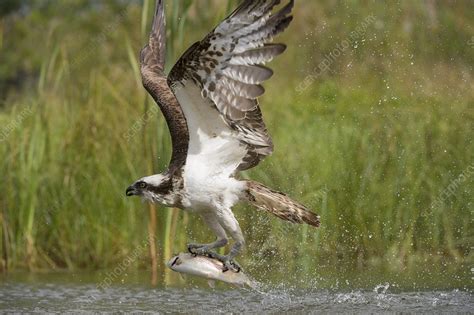 Osprey catching a fish - Stock Image - C015/6900 - Science Photo Library