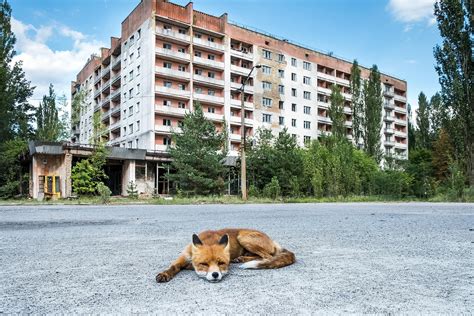 Does Chernobyl Have Mutated Animals? - WorldAtlas