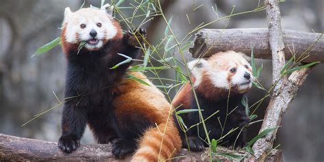 Is a Red Panda a Bear? And More Red Panda Facts | Smithsonian's National Zoo and Conservation ...