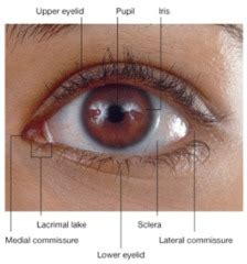 Orbit and Eye Adnexa flashcards | Quizlet