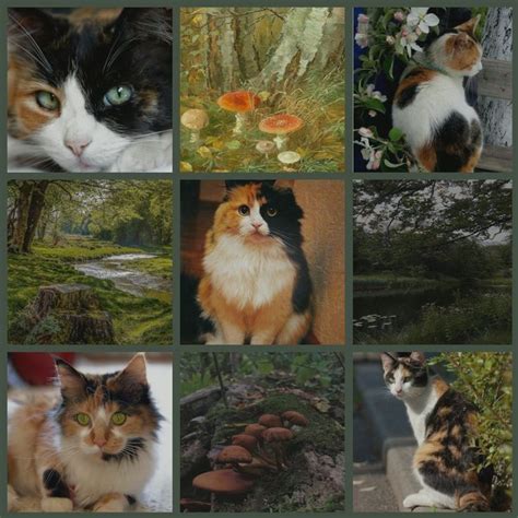 Therian tricolor cat! in 2023 | Mood board design, Mood board ...