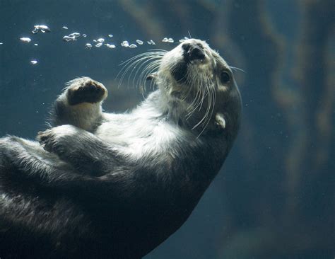 Sea Otter Underwater | heathmack | Flickr