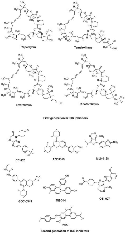 mTOR Inhibitors and mTOR Signaling Pathway - BOC Sciences