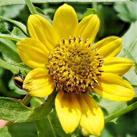 Bidens cernua (Nodding Beggarticks) – 10,000 Things of the Pacific Northwest