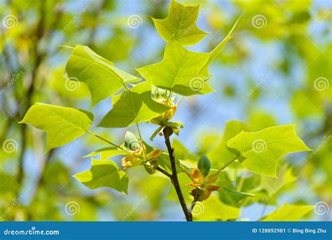 Leaves of tulip tree stock image. Image of fruit, plant - 128892981