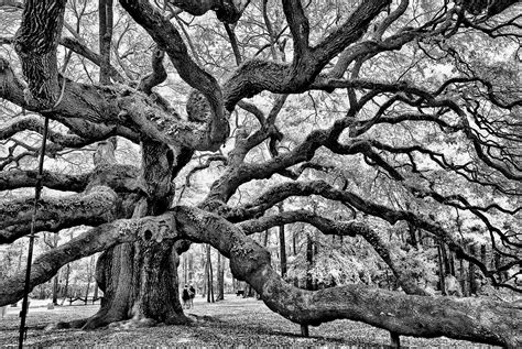 Explore the Angel Oak: The 400-500 Year Old Tree