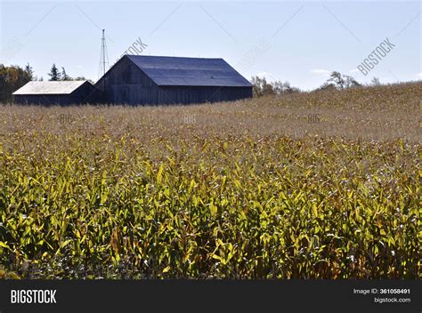 Field Cornstalks Image & Photo (Free Trial) | Bigstock