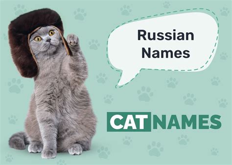 Russian Cat Names: 300+ Great Names for Your Proud Cat - Catster