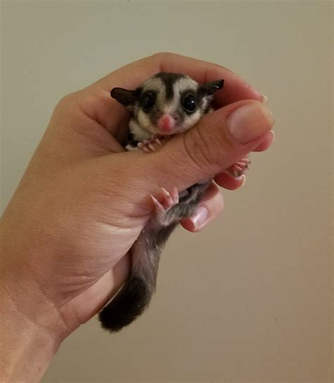 Sugar Gliders | Janda Exotics Animal Ranch | United States