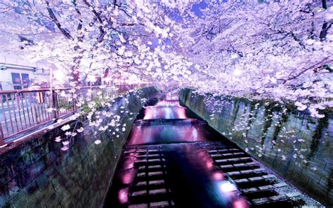 Beautiful Tokyo Sakura Flower Wallpaper Desktop | Wallpaper Gallery