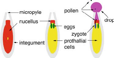 Schematic diagram of pollination drop occurrence in relation to ...