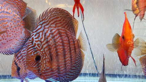 My discus fish tank – DR KOH