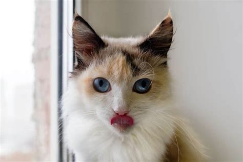 Calico Cats With Blue Eyes (The 8th Wonder Of The World?) - PetsBeam.com