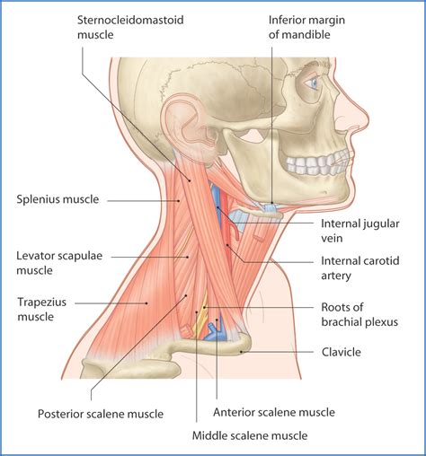 Posterior Triangle of the Neck and Deep Neck | Basicmedical Key