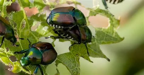 Plants To Avoid To Protect Your Garden From Japanese Beetles