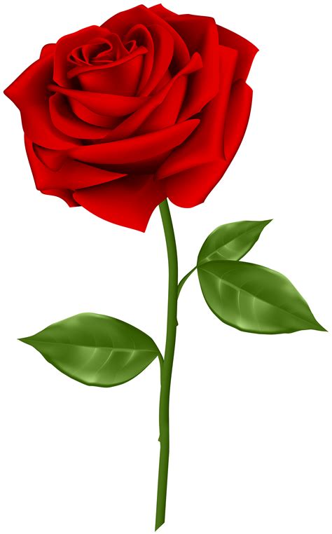 Blue rose Clip art - Red Rose Transparent PNG Clip Art png download - 3729*6000 - Free ...