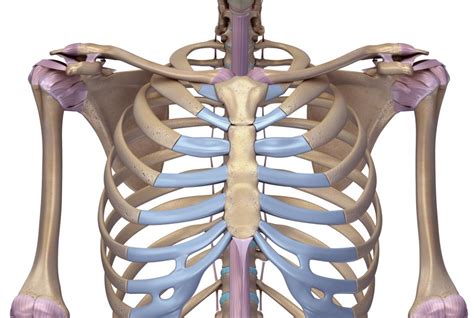 Muscles Over Rib Cage - muscles of thoracic wall/muscles of the ...