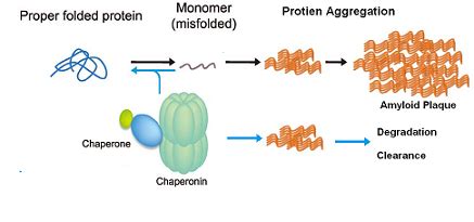 Chaperone Proteins | Definition & Functions | Study.com