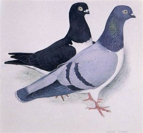art-and-things-of-beauty: Watercolors of pigeons breeds... | Pigeon breeds, Breeds, Art