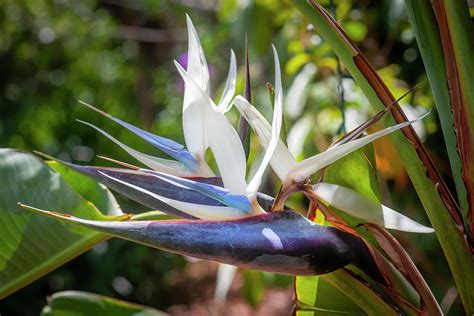 White Bird of Paradise: How to Grow and Care