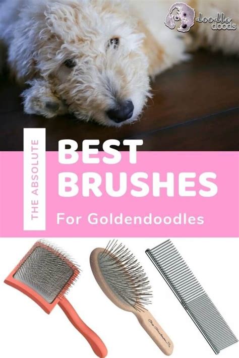 Goldendoodle Puppy Coat Transition: Tips and Advice