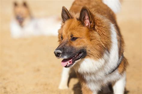 Cute Elo dog stock photo. Image of outdoors, mouth, tongue - 27294530