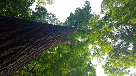 Ben's Journal: Name that Tree: Terminal Velocity Edition