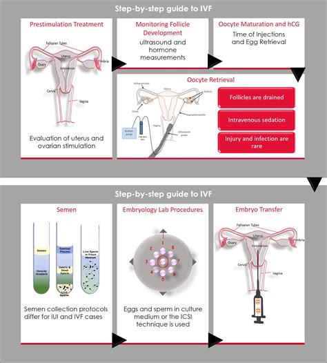 In Vitro Fertilization Embryos