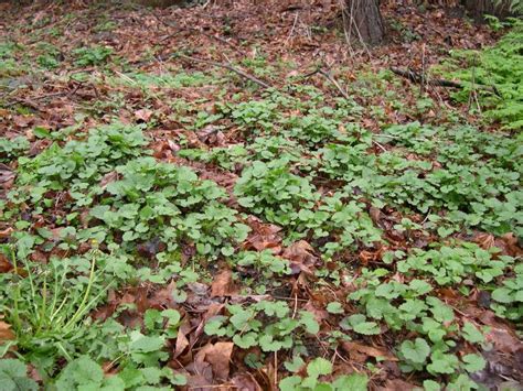 Garlic mustard identification and control: Alliaria petiolata - King County