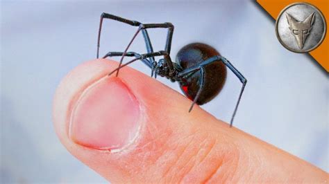 Coyote Peterson Lets a Black Widow Spider Crawl Upon His Bare Hands to ...