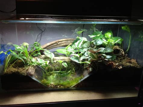 INCREDIBLE Fire-Bellied Toad Island Paludarium With, 47% OFF