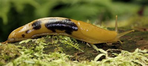 The Curiously Odd California Banana Slug | Critter Science