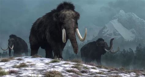Woolly Mammoths On Wrangel Island Died Of 'Icing Events,' Study Finds