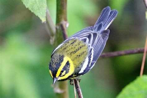 Setophaga townsendi Townsend's Warbler male | Setophaga town… | Flickr