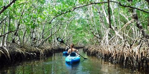 $79 – Guided Mangrove Kayak Tour in Sarasota | Travelzoo