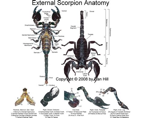 Scorpion Life Cycle