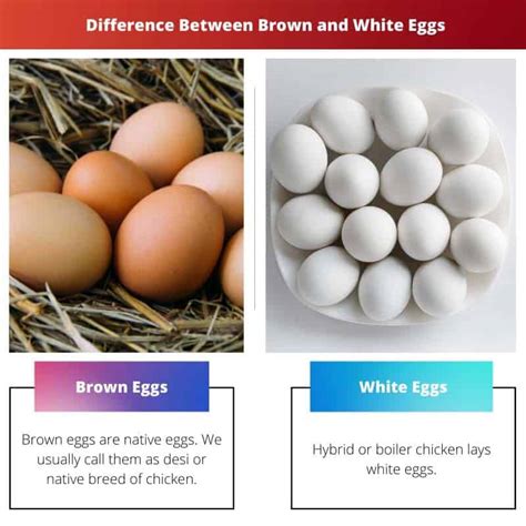 Brown vs White Eggs: Difference and Comparison