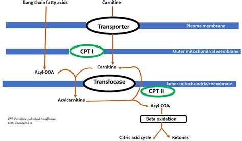 AcyleCarnitine cycle. Showing the Acyl-carnitine cycle with enzymes and ...